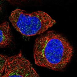 SLC30A7 Antibody, Novus Biologicals:Antibodies:Primary Antibodies